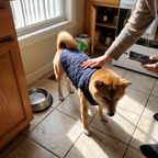 Shiba Inu stands in a kitchen wearing the navy quilted padded dog vest.