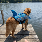 Golden retriever in the blue dog life jacket on a lake dock - wrenwood ugc lifestyle v2
