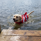 Yellow labrador swimming in the red dog life vest - wrenwood ugc lifestyle v2