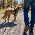 Goldendoodle wearing the blue support harness with EMOTIONAL SUPPORT side panel on a trail walk - wrenwood ugc lifestyle v2