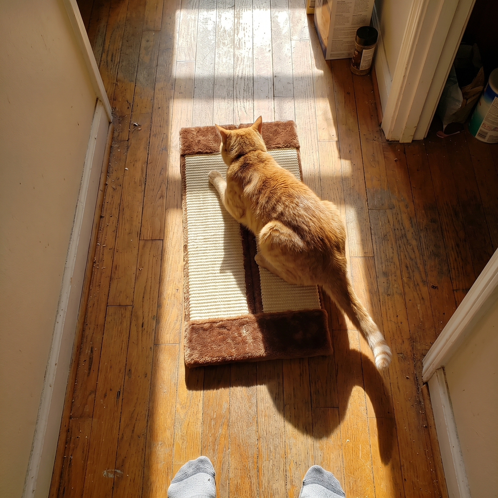 Orange tabby cat lies stretched out on the folded cardboard scratcher mat in a sunlit hallway.