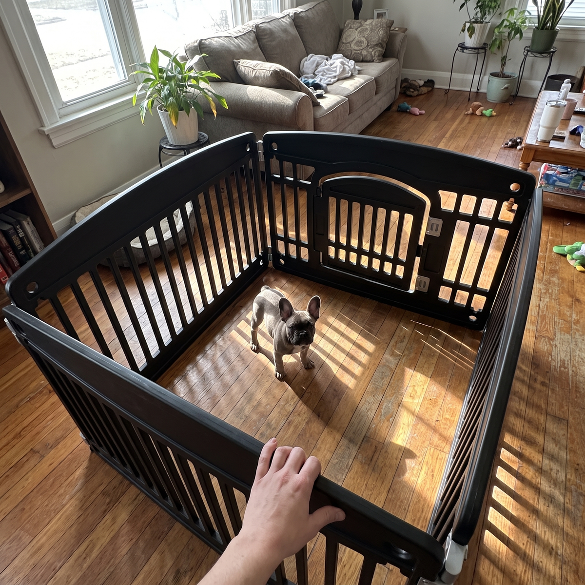 Black 4-panel foldable dog fence with a french bulldog puppy in an apartment living room - wrenwood ugc lifestyle v2