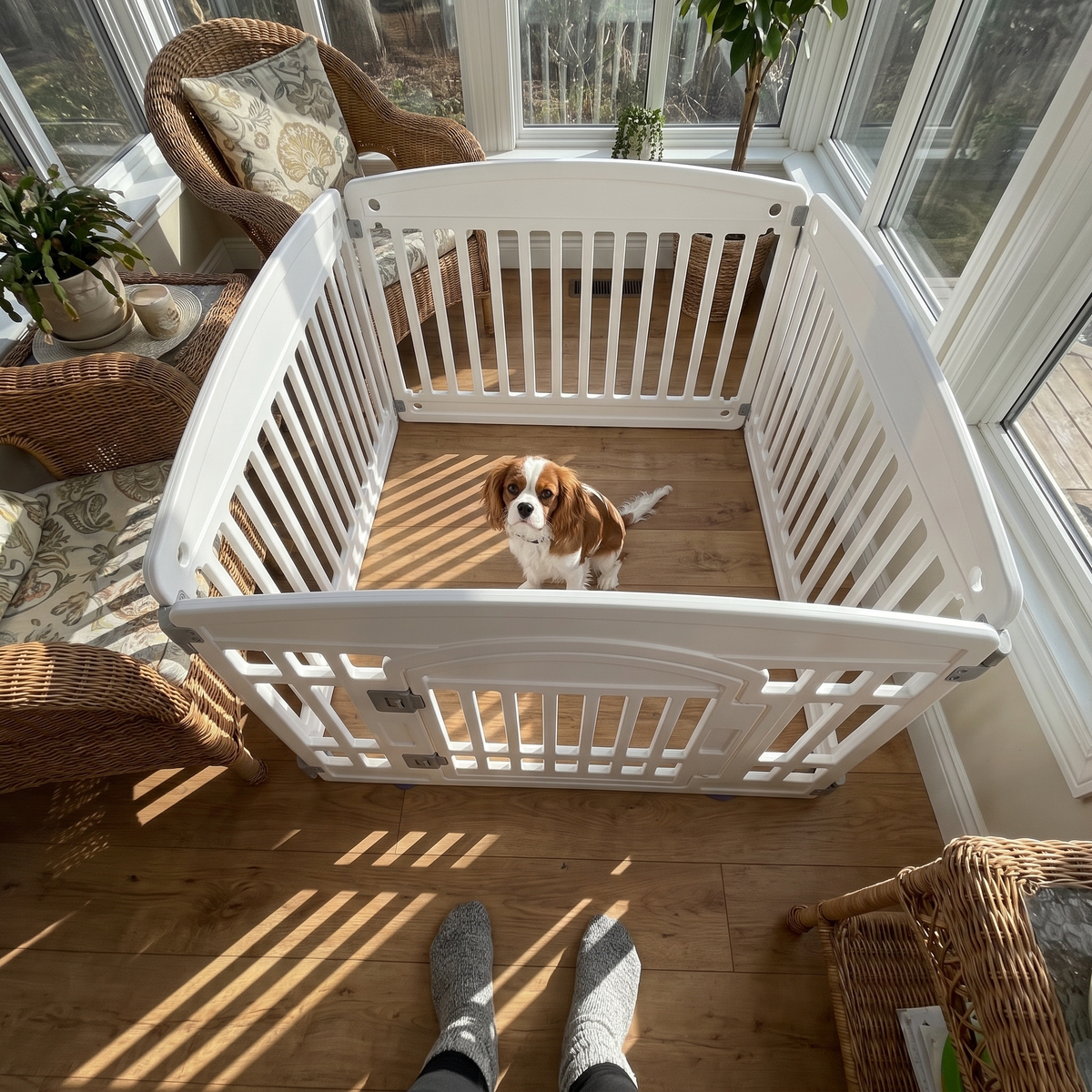White 4-panel foldable dog fence with a cavalier puppy in a sunroom - wrenwood ugc lifestyle v2