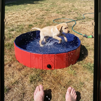Labrador puppy splashing in the foldable dog pool on a sun-worn backyard lawn - wrenwood ugc lifestyle v2