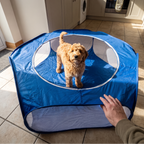 Goldendoodle puppy inside the foldable pet playpen in a kitchen - wrenwood ugc lifestyle v2