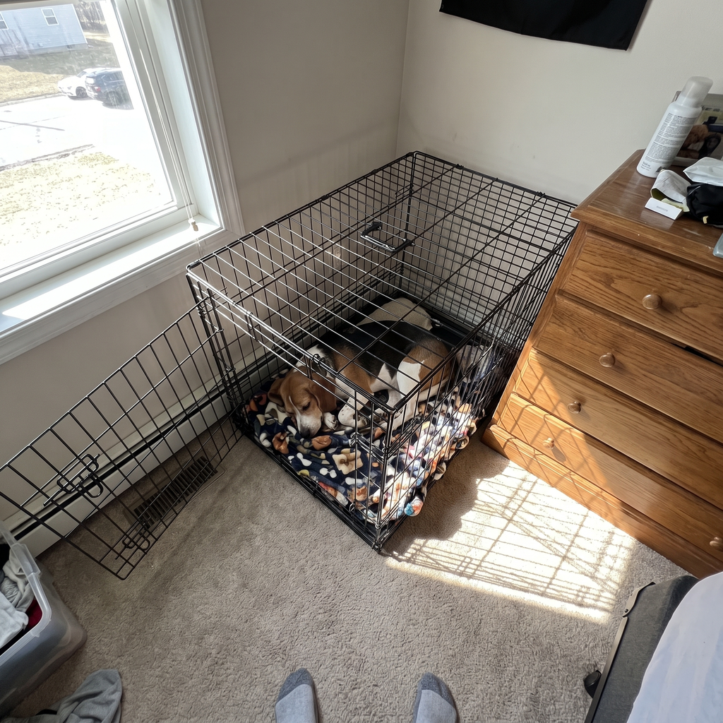 Beagle resting inside the folding dog crate in a bedroom corner - wrenwood ugc lifestyle v2