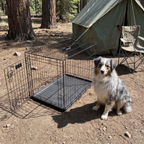 Australian shepherd beside the folding dog crate at a campsite - wrenwood ugc lifestyle v2
