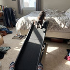 Senior dachshund climbing the folding dog ramp up to a bed - wrenwood ugc lifestyle v2