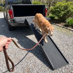 Golden retriever walks down the folding dog ramp from a pickup tailgate onto gravel.