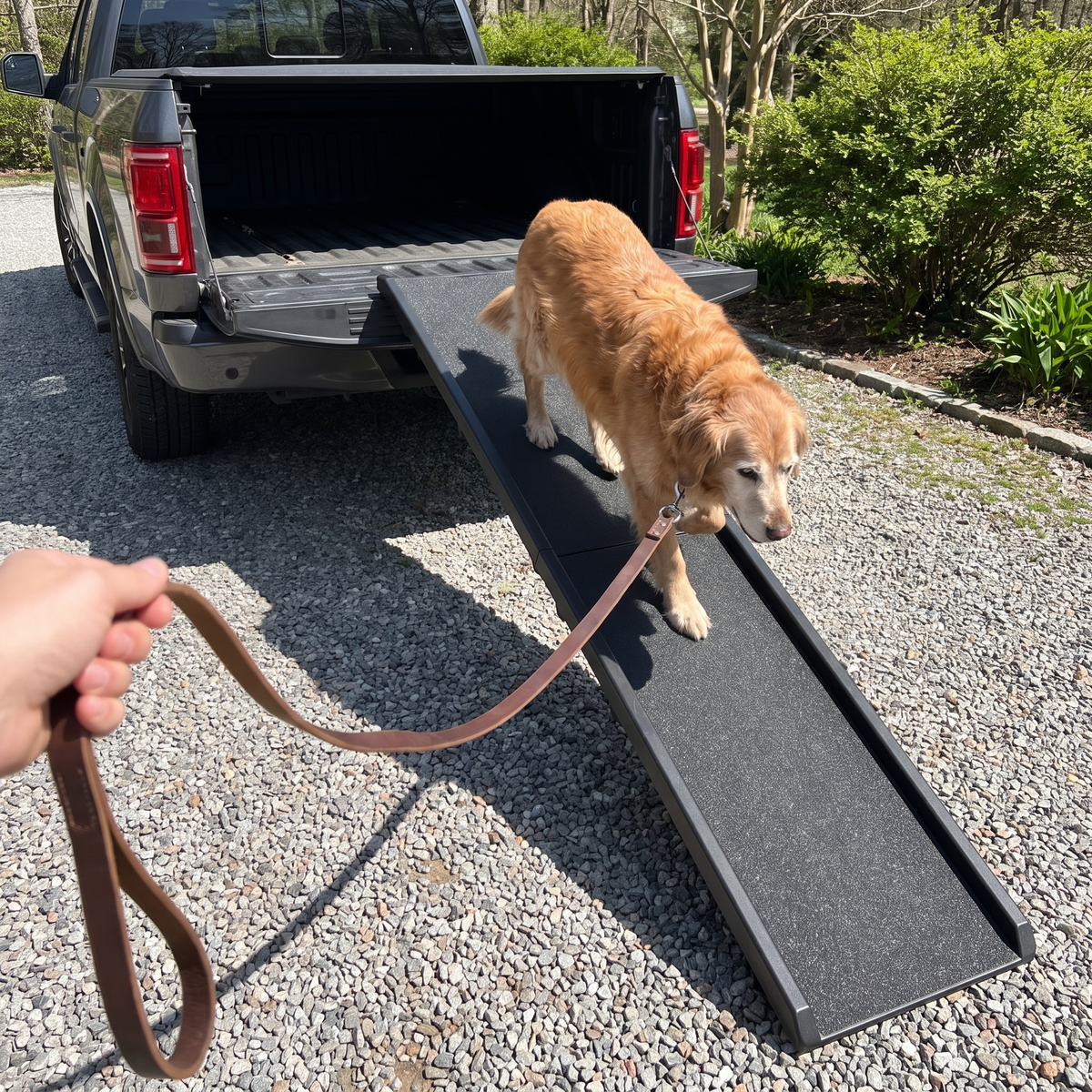 Golden retriever walks down the folding dog ramp from a pickup tailgate onto gravel.