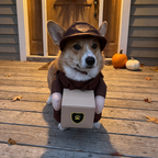 Corgi wearing the standing courier costume on a porch with small pumpkins - wrenwood hero v2