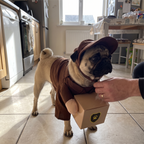 Pug wearing the standing courier costume in a kitchen - wrenwood ugc lifestyle v2