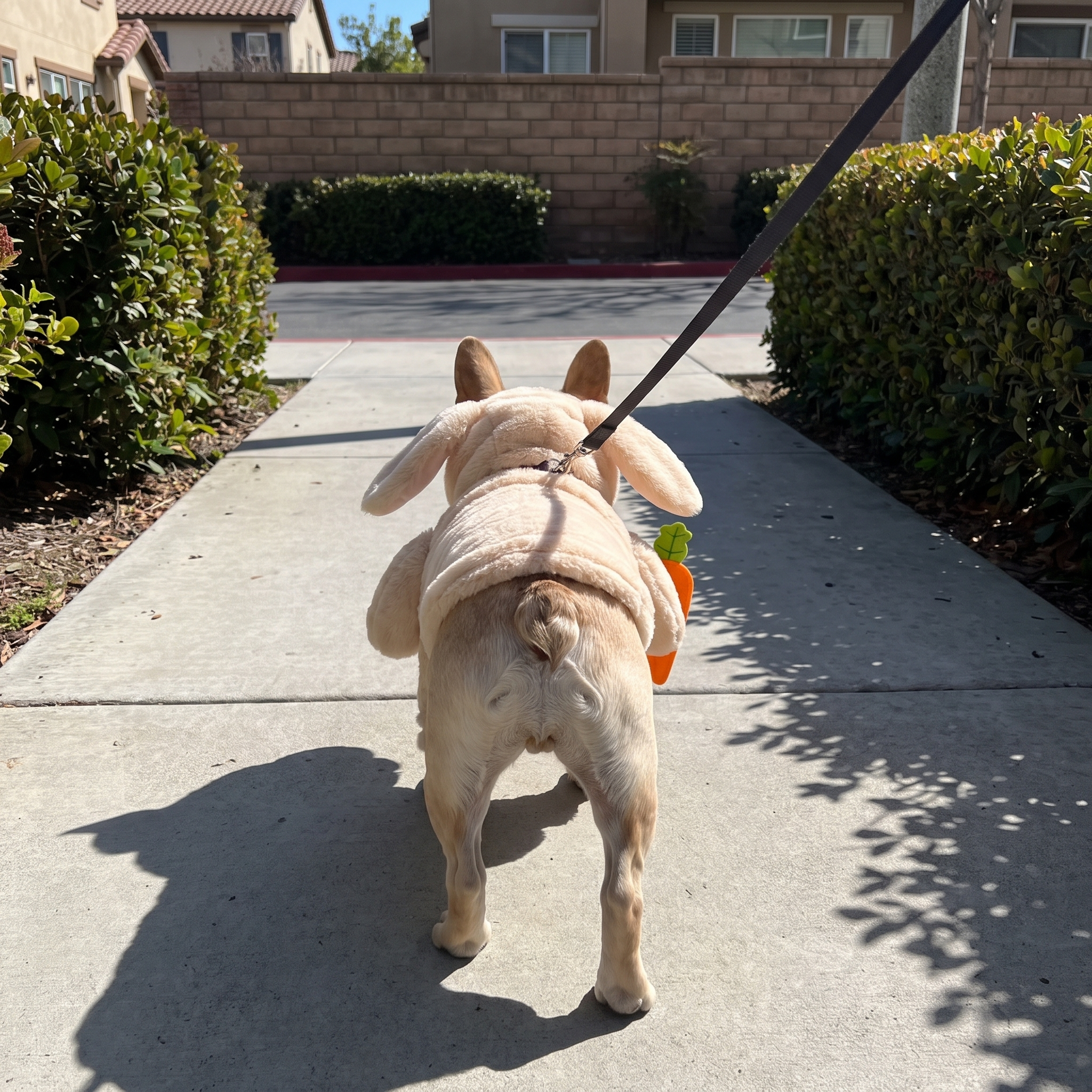 French bulldog in the rabbit costume with leash on a sidewalk walk - wrenwood ugc lifestyle v2