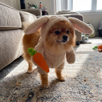 Pomeranian wearing the rabbit costume in a living room - wrenwood ugc lifestyle v2