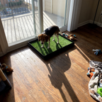 Beagle standing on the artificial grass dog lawn potty tray by the balcony door - wrenwood ugc lifestyle v2