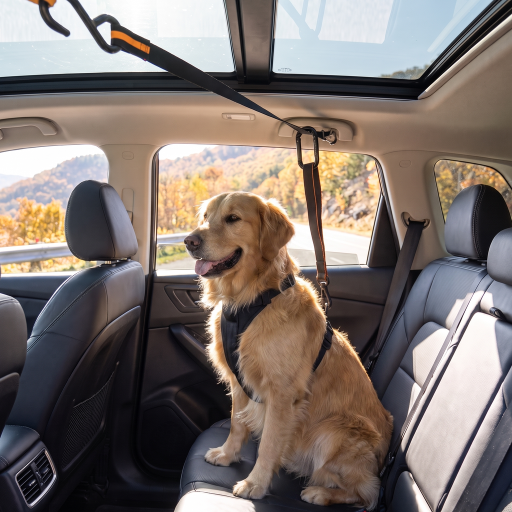 Golden retriever sits on a car back seat clipped into the safety belt tether.