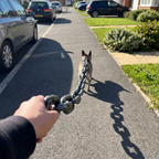 French bulldog mid-walk on a sidewalk leashed with the fake iron chain prop - wrenwood ugc lifestyle v2