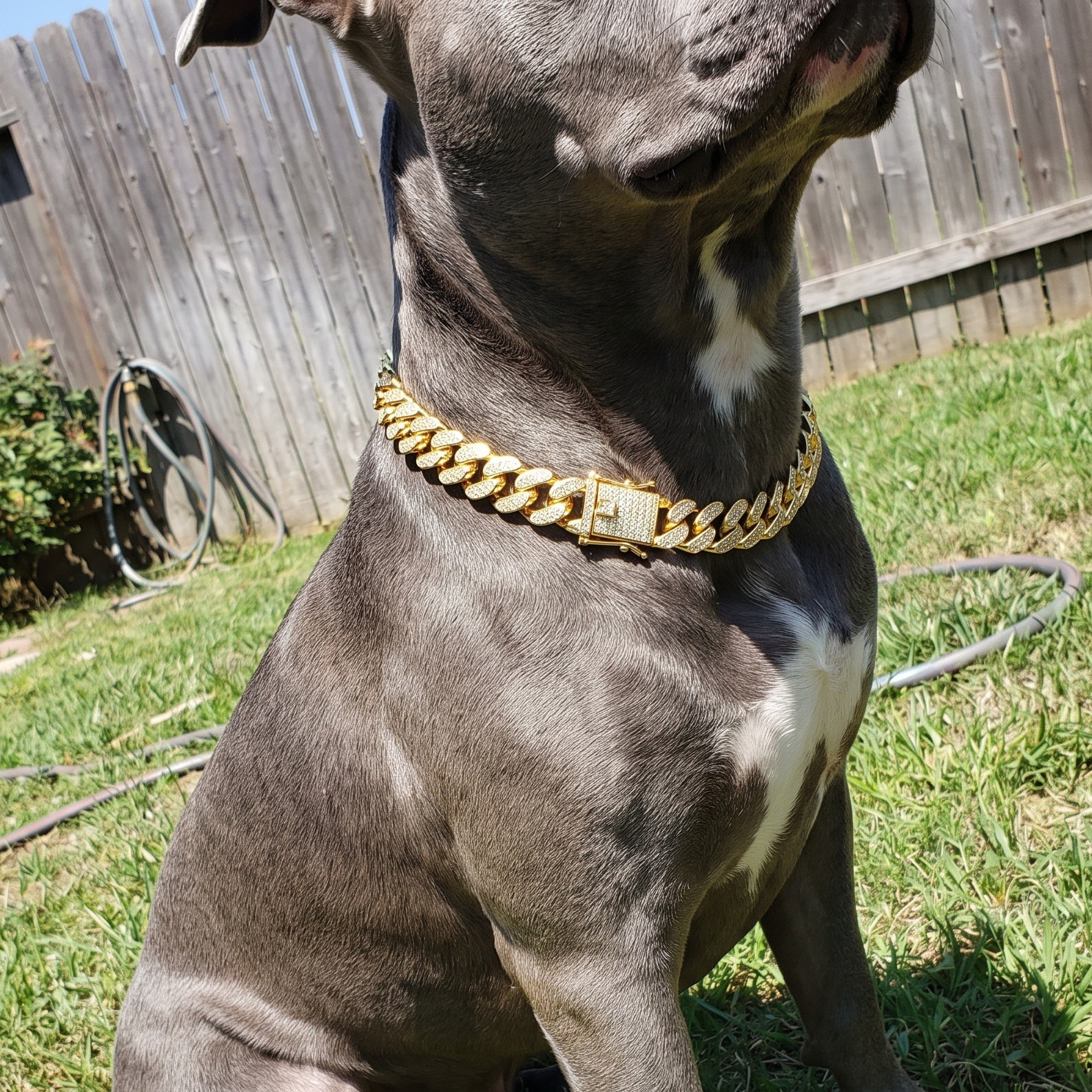 Pitbull in a sunny backyard wearing the gold cuban-link chain collar - wrenwood ugc lifestyle v2
