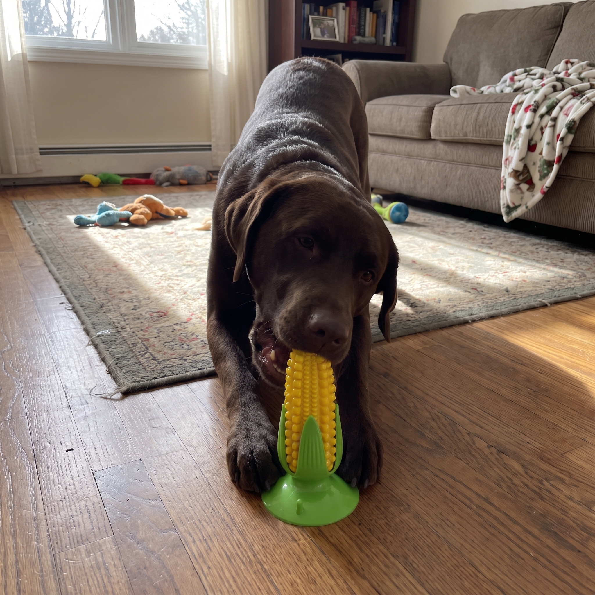 Chocolate lab chewing the corn suction chew toy on a hardwood floor - wrenwood ugc lifestyle v2