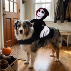 Australian shepherd wearing the halloween rider costume in a home entryway - wrenwood hero v2