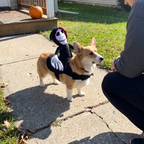 Corgi wearing the halloween rider costume on a sidewalk walk - wrenwood ugc lifestyle v2