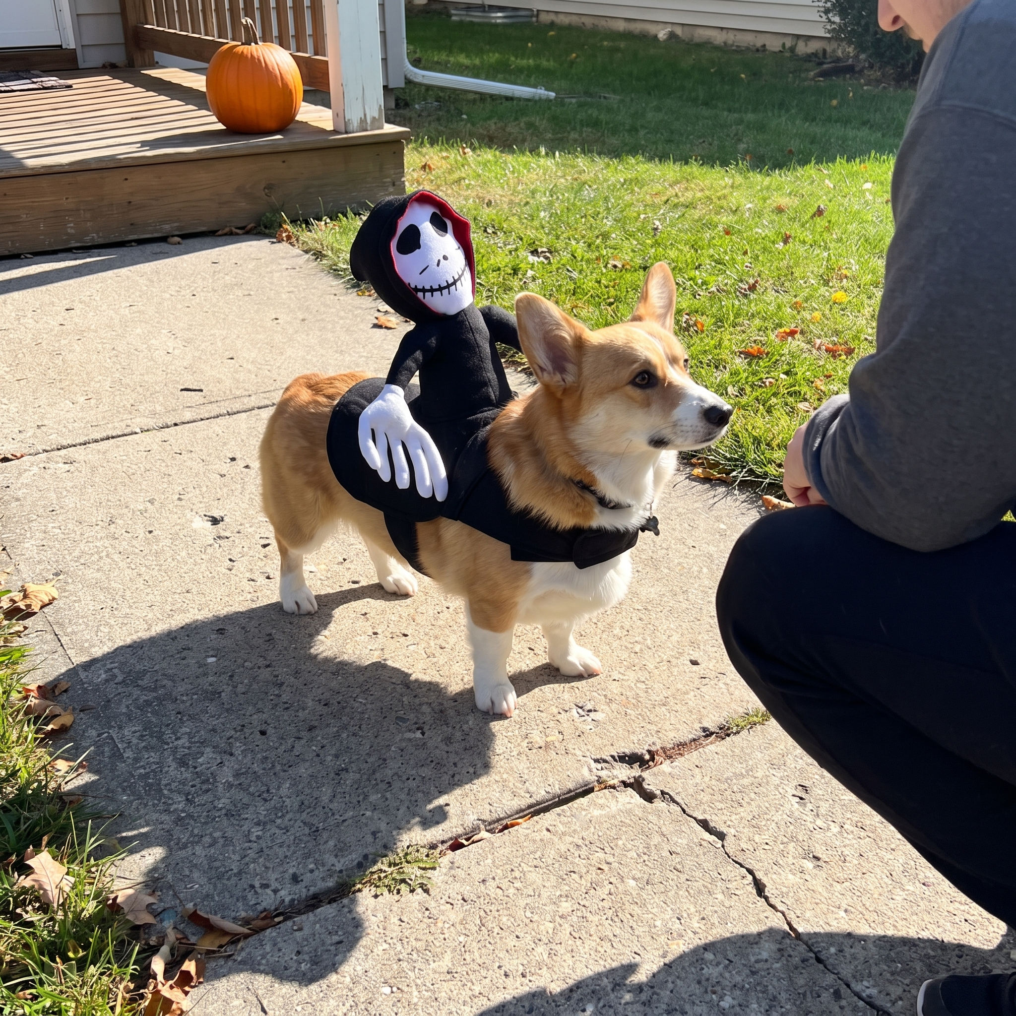 Corgi wearing the halloween rider costume on a sidewalk walk - wrenwood ugc lifestyle v2