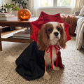 Cavalier spaniel wearing the vampire cape costume in a living room - wrenwood hero v2