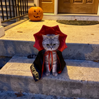 Tabby cat wearing the vampire cape costume on porch steps - wrenwood ugc lifestyle v2
