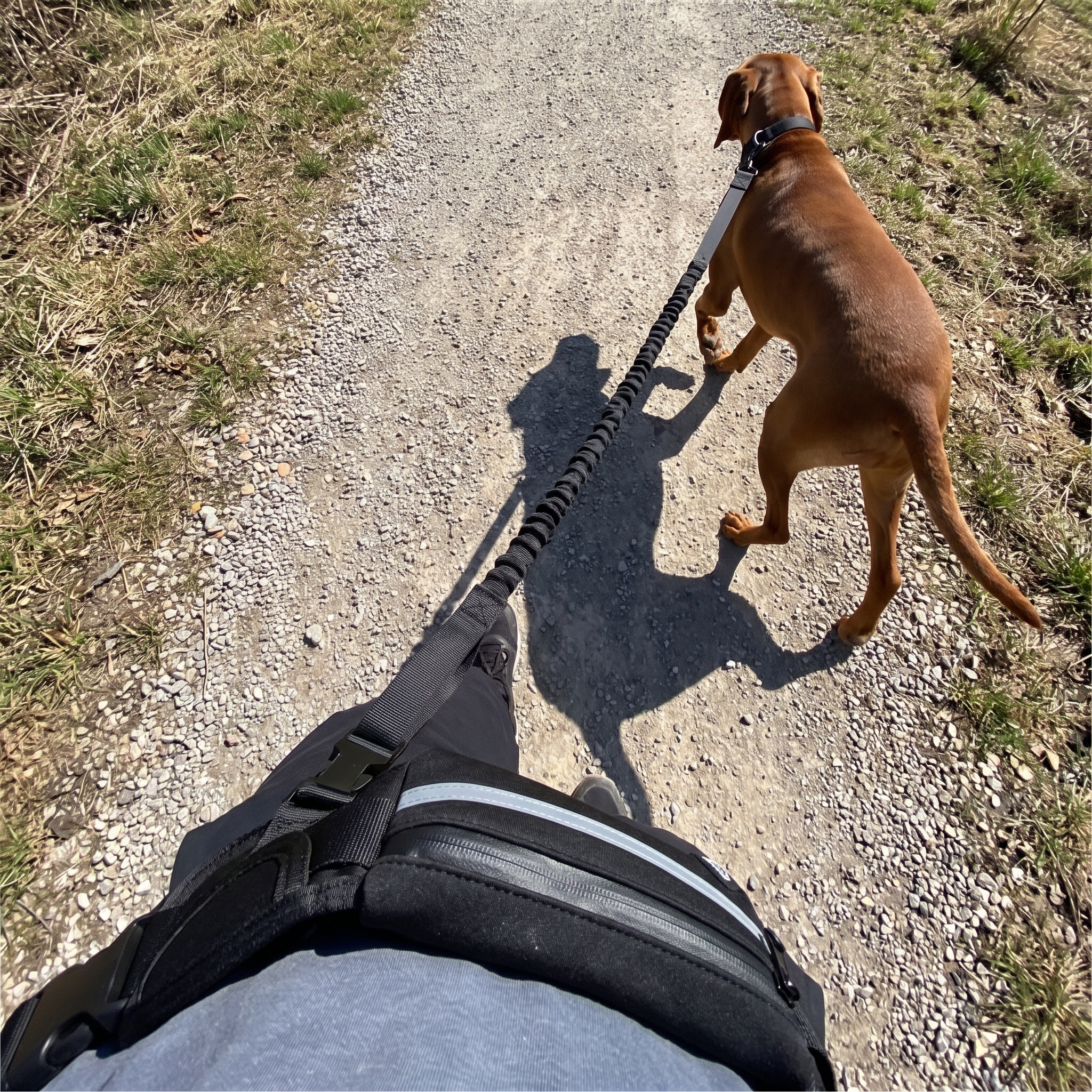 Owner point of view of the black hands-free leash on a park trail walk with vizsla - wrenwood ugc lifestyle v2