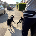 Black hands-free waist leash on a sidewalk morning walk with border collie - wrenwood ugc lifestyle v2