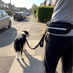 Black hands-free waist leash on a sidewalk morning walk with border collie - wrenwood ugc lifestyle v2