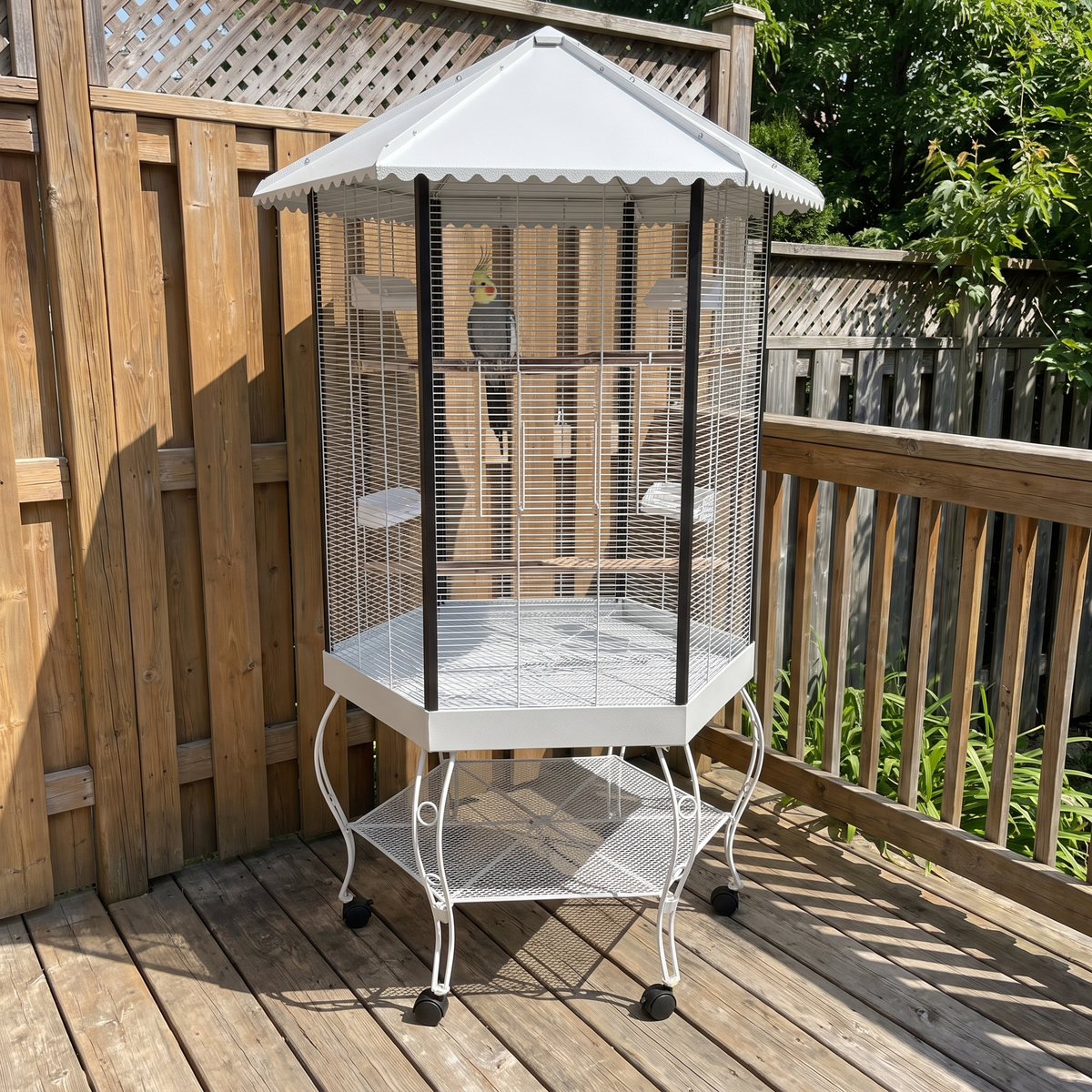 Cockatiel in the portable hexagonal bird aviary on a backyard deck - wrenwood ugc lifestyle v2