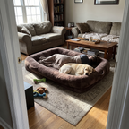 Adult and labrador stretched out in the 6-foot human-size dog bed in a living room - wrenwood ugc lifestyle v2