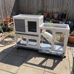 White rabbit on the hutch ramp on a backyard patio - wrenwood ugc lifestyle v2