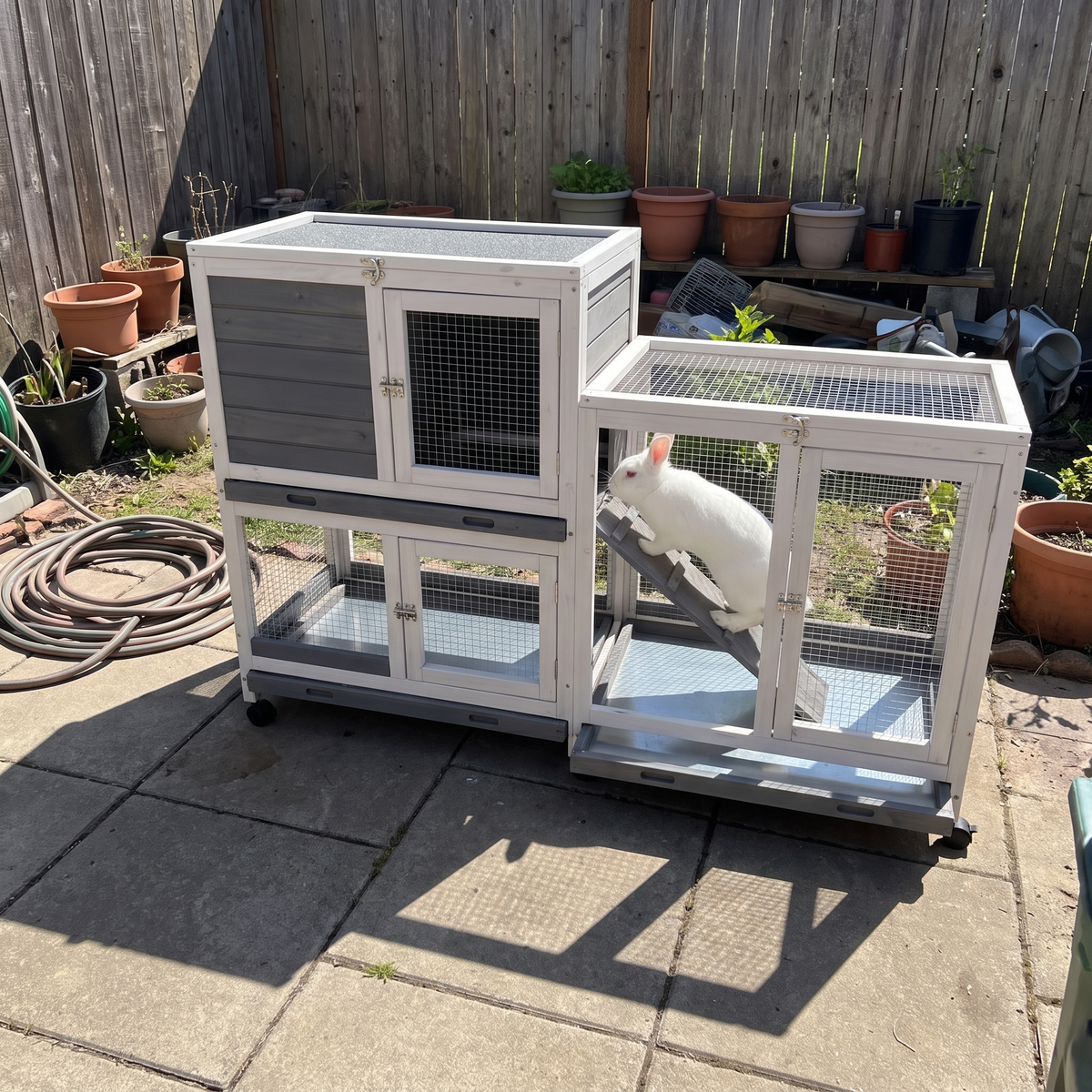 White rabbit on the hutch ramp on a backyard patio - wrenwood ugc lifestyle v2