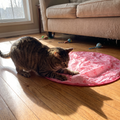 Tabby cat pouncing at the moving bump under the pink play cover on a wood floor - wrenwood ugc lifestyle v2