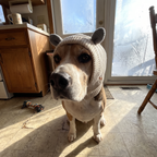 Beagle in the beige knitted beanie by a frosty window, ears tucked under the knit - wrenwood ugc lifestyle v2