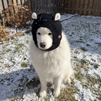 Samoyed in the black knitted beanie in light snow, ears tucked under the knit - wrenwood ugc lifestyle v2