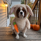 Cavalier spaniel in a plush bunny costume with carrot sits on a porch by pumpkins.
