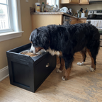 Bernese mountain dog eating at the black elevated feeding station in a real kitchen - wrenwood ugc lifestyle v3