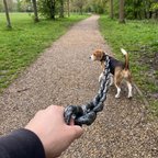 Beagle on a park path leashed with the oversized chunky faux-iron chain prop held in hand - wrenwood ugc lifestyle v3
