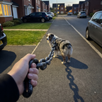Australian shepherd at dusk leashed with the giant fake iron chain links, hand gripping the chain - wrenwood ugc lifestyle v3