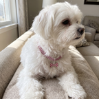 Maltese on a sofa wearing the pink crystal dog necklace with bone charm - wrenwood ugc lifestyle v3