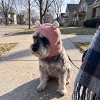 Grey schnauzer in a pink knitted eared hat sits on a suburban pavement.