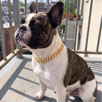 Brindle French bulldog sits on a porch wearing the gold chain collar.