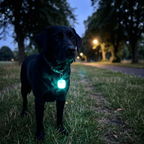 Black labrador at park nightfall with the LED safety tag glowing on its collar - wrenwood ugc lifestyle v2