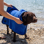Chocolate labrador in the blue microfiber drying towel at the lake on a summer day - wrenwood ugc lifestyle v2