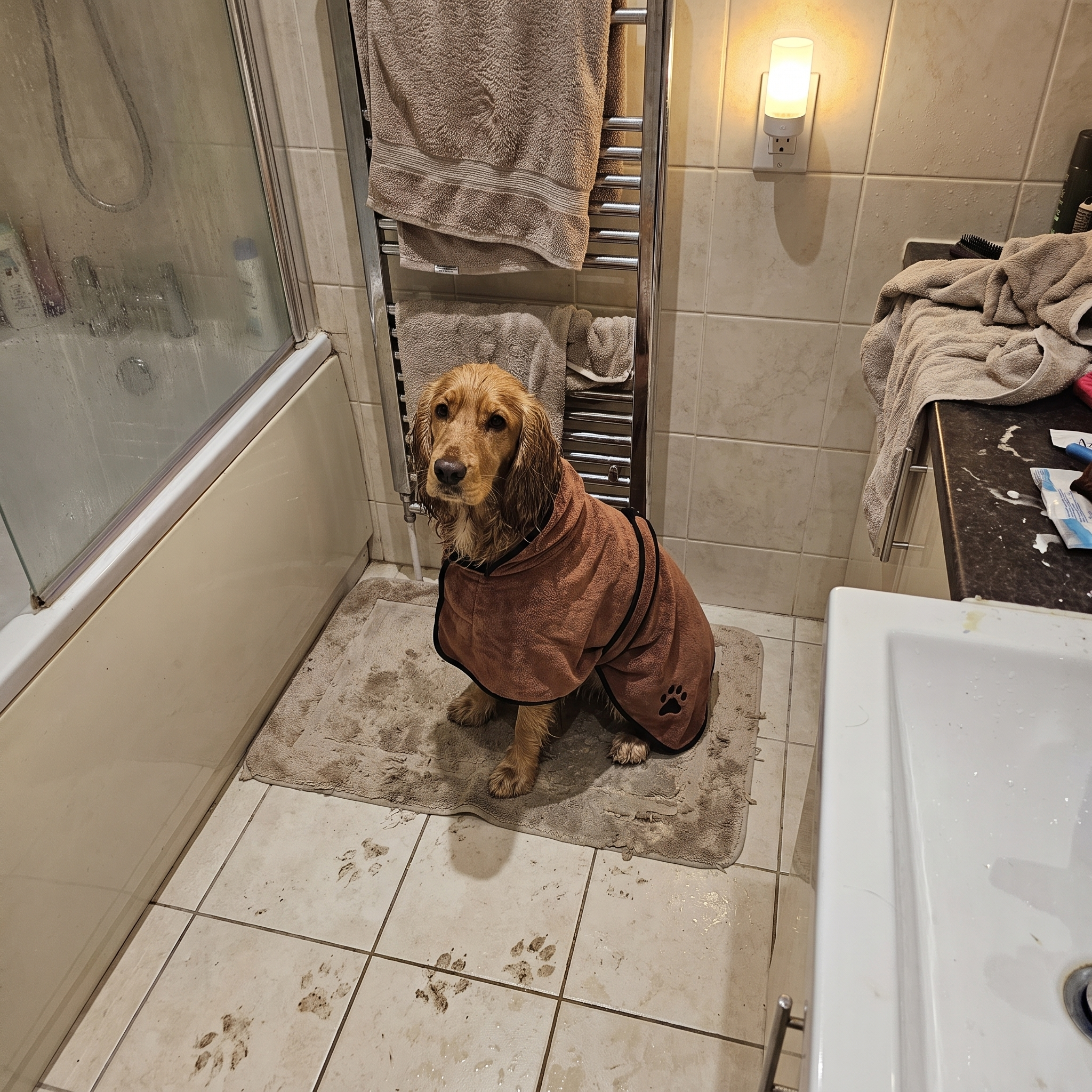 Cocker spaniel in the brown microfiber drying towel after a bath indoors - wrenwood ugc lifestyle v2