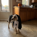 Terrier mix wearing the nun costume in a kitchen with a small pumpkin - wrenwood ugc lifestyle v2