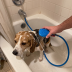 Beagle getting a bath in the tub with the shower brush in the owner's hand - wrenwood ugc lifestyle v2